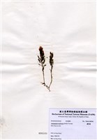 藏品(蘆筍藻)的圖片